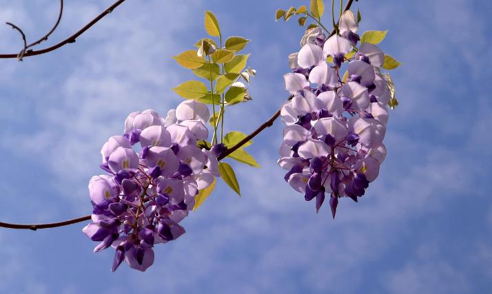 紫藤萝花语是什么(紫藤花的背后传说分享)
