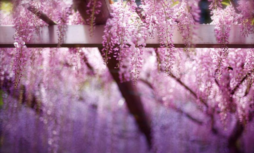 紫藤萝花语是什么(紫藤花的背后传说分享)