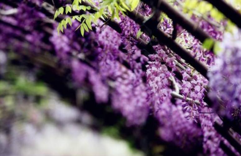 紫藤萝花语是什么(紫藤花的背后传说分享)