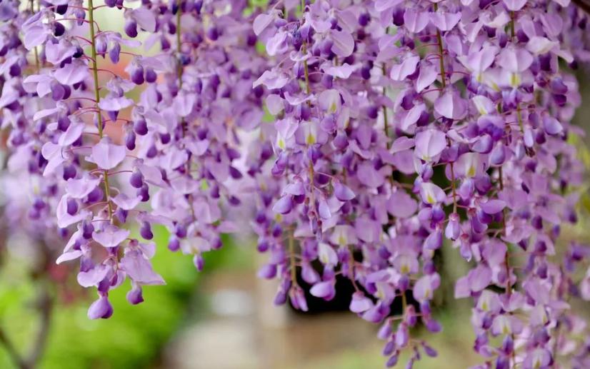 紫藤萝花语是什么(紫藤花的背后传说分享)