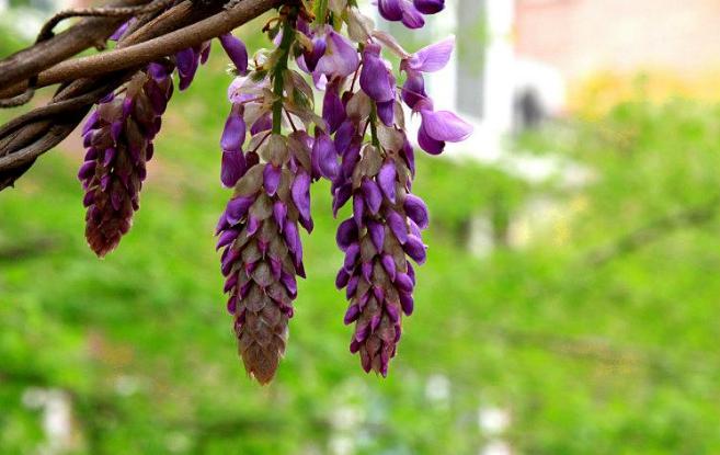 紫藤萝花语是什么(紫藤花的背后传说分享)