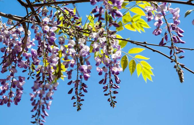 紫藤萝花语是什么(紫藤花的背后传说分享)