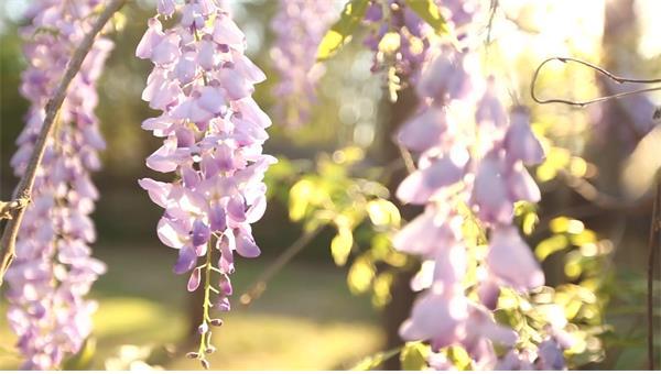 紫藤萝花语是什么(紫藤花的背后传说分享)