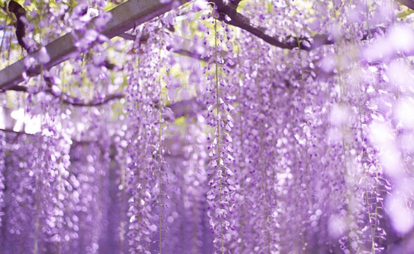 紫藤萝花语是什么(紫藤花的背后传说分享)