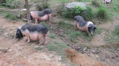 ​黑背陆川猪（久负盛名陆川猪）