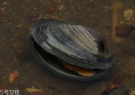 河蚌是发物吗 河蚌是热性还是寒性 河蚌是发物吗 河蚌是热性还是寒性