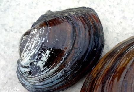 河蚌是发物吗 河蚌是热性还是寒性 河蚌是发物吗 河蚌是热性还是寒性