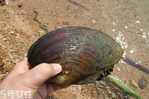 河蚌是发物吗 河蚌是热性还是寒性 河蚌是发物吗 河蚌是热性还是寒性