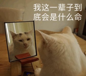 ​黑猫四脚白寓意着什么（旺家的猫咪有这些特征）