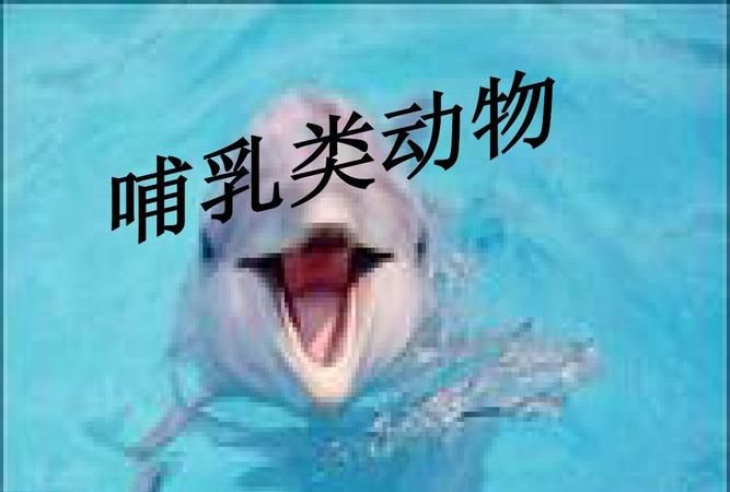 哺乳类动物都有月经吗,动物母的会有月经