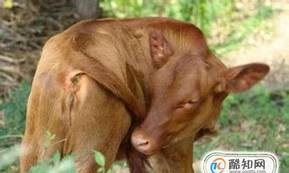 动物也会有经期吗