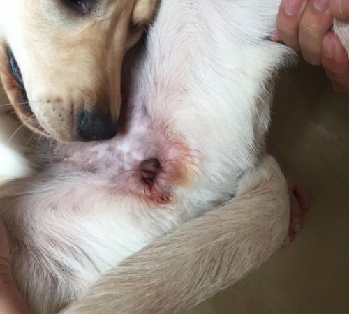 哺乳类动物都有月经吗,动物母的会有月经