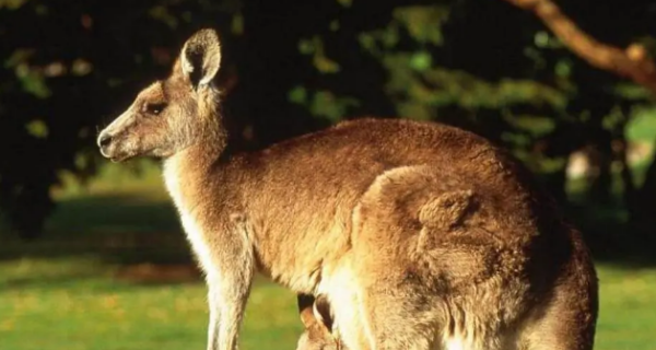 哺乳类动物都有月经吗,动物母的会有月经图4