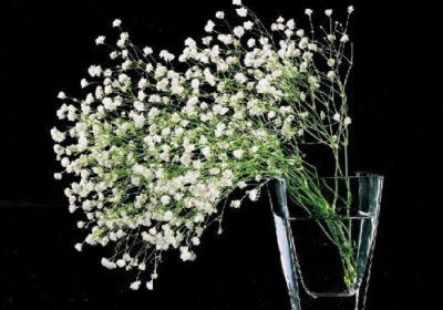 ​满天星花语：清纯、关怀、思恋、配角、真爱（图）