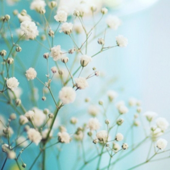 满天星花语:清纯、关怀、思恋、配角、真爱(图)(图2)