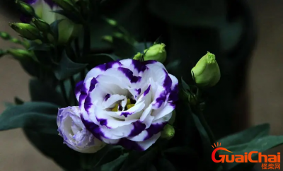 ​洋桔梗上盆是什么时间？洋桔梗养护方法是什么？