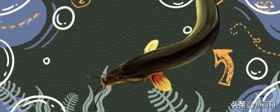 ​野生泥鳅喜欢在什么地方（泥鳅的生活环境及特点）