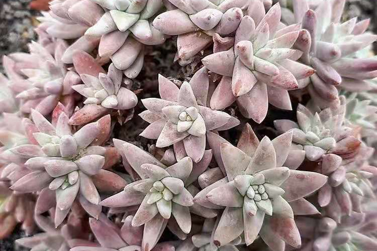 白菊多肉怎么养（白菊多肉的养殖方法介绍）