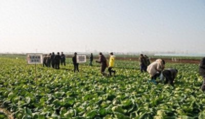 ​超值！菜价直降，田间堆满，2毛破局，商家再压价，烂市急转！