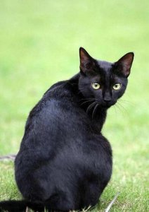 ​万物冷知识之 孟买猫