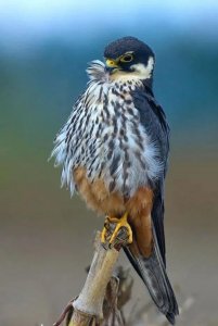 ​民警爱心救助 燕隼回归山林