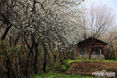 ​汉代陵墓成了都市森林 春天各种花开美爆了