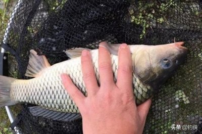 ​秋天湖库垂钓鲤鱼配方，夜钓效果可能更好