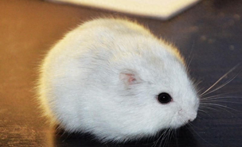 小MM们最爱的萌宠：奶茶仓鼠