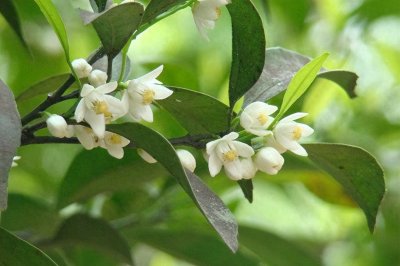 ​代代花，有意思的名字，有意思的植物