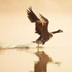 ​【夜读·诗】《摸鱼儿·雁丘词》作者：元好问 ；朗读：篁竹瑾