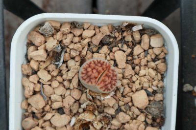 ​生石花变透明怎么处理