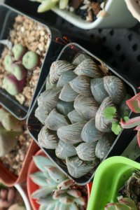 ​玉露秋天怎么养