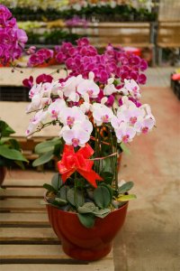 ​蝴蝶兰的花期有多长