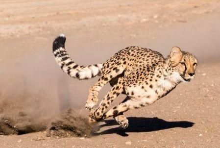 猎豹最快时速多少公里,猎豹最快的速度可以是多少千米每小时呢?图3