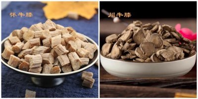 ​牛膝的功效与作用及食用方法 既能补肝肾强筋骨，又能活血通经