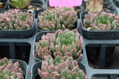 ​蓝宝石多肉怎么养，和红宝石有什么区别