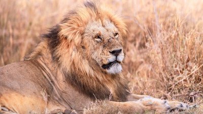 ​狮子在丛林生活还是在草原生活