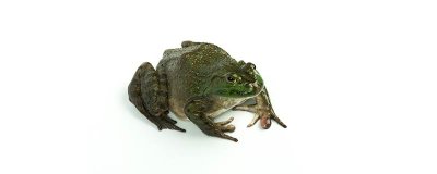 ​牛蛙和癞蛤蟆的区别有那些