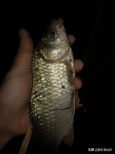 ​冬季夜钓鲫鱼的一些方法和技巧