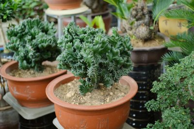 ​麒麟掌怎么繁殖