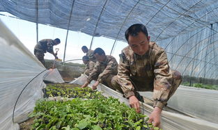 农副业生产,35岁不想打工了怎么办图4