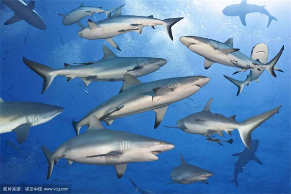 红海在哪里(为什么红海是个危险的海)