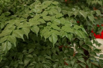 ​幸福树秋天可以扦插吗，幸福树扦插的最佳季节