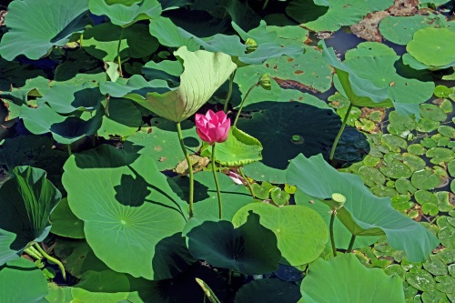 北京大学未名湖—千万人打卡的美景，有啥看点？