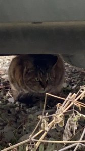 ​猫被遗弃后，它自己知道吗？真相让人心疼！