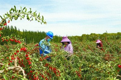 ​柴达木枸杞全产业链产值达150亿元