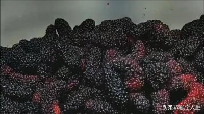 ​教你做桑葚果酒，简单易学，存放时间越久口感更佳了