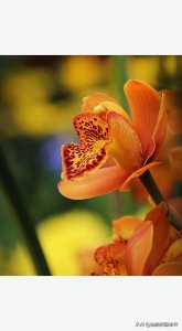 ​18张大花蕙兰花照片，第一次拍摄这种颜色的兰花，你喜欢吗？