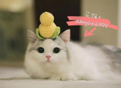 ​蓝猫表情包大全，搞笑表情包