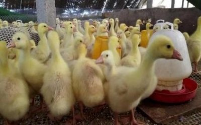 ​鹅养殖怎么管理？鹅一日龄至出栏的饲养管理